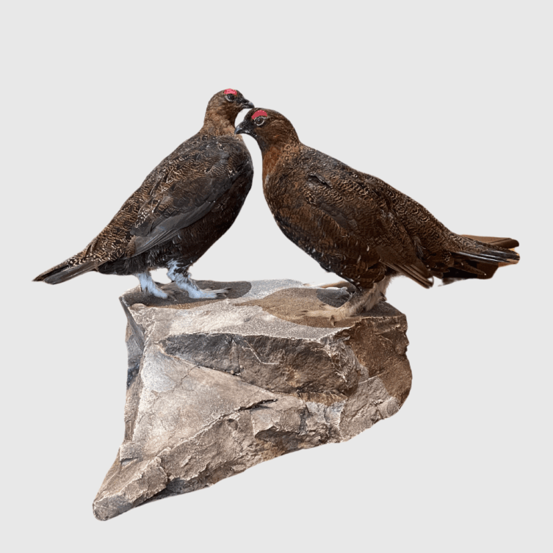 Grouse Pair - Image 2