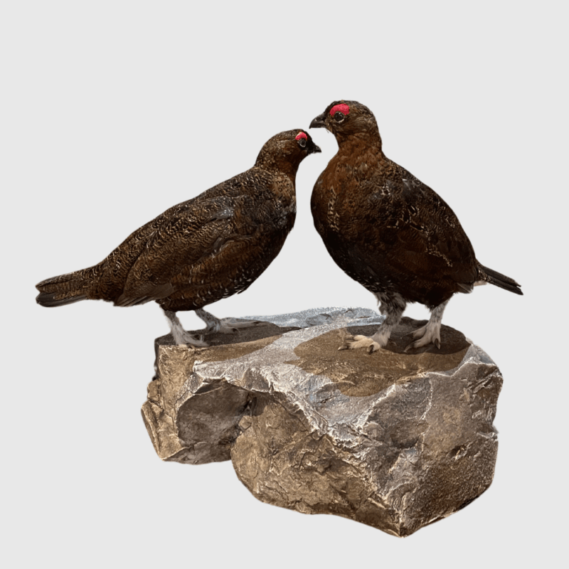Grouse Pair